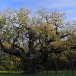 Moartea unui simbol: Impactul dispariției Stejarului Major din Pădurea Sherwood