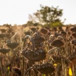 Impactul Secetei din 2025: România Primește 15 Milioane de Euro pentru Sprijinirea Fermierilor Afectați