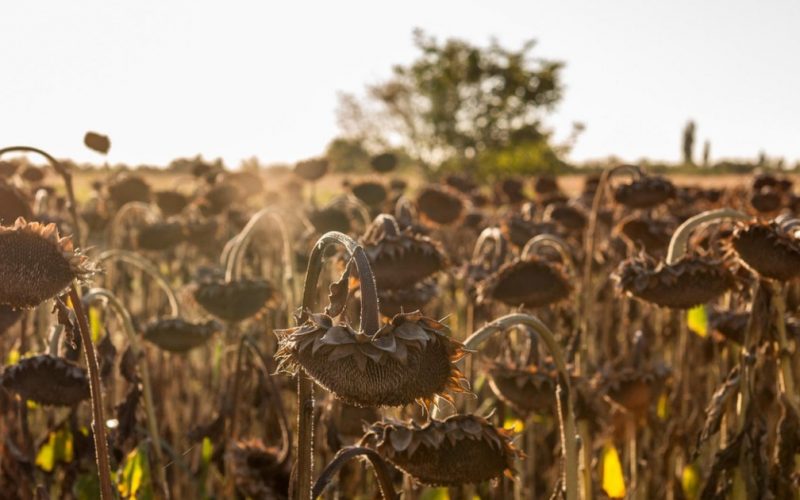 Impactul Secetei din 2025: România Primește 15 Milioane de Euro pentru Sprijinirea Fermierilor Afectați