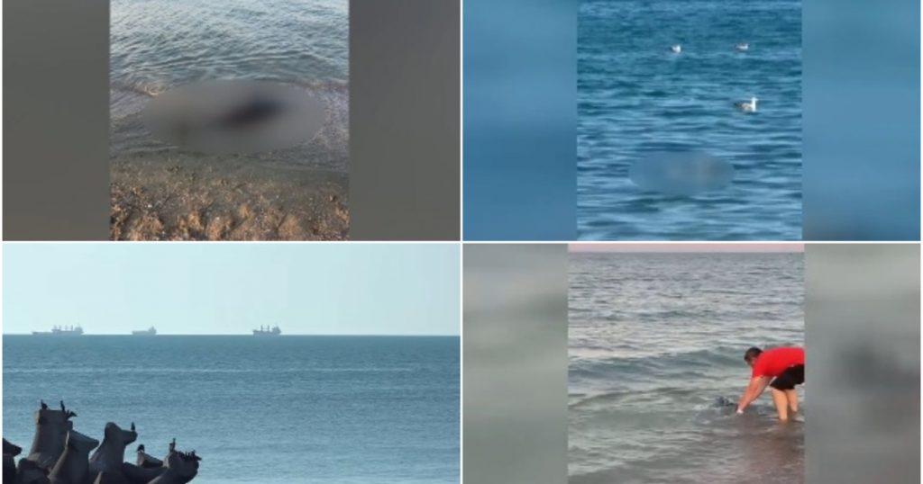 Alarma pe litoralul românesc: Cauzele și implicațiile morții a peste 80 de delfini în Marea Neagră