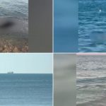 Alarma pe litoralul românesc: Cauzele și implicațiile morții a peste 80 de delfini în Marea Neagră