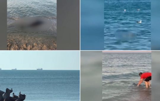 Alarma pe litoralul românesc: Cauzele și implicațiile morții a peste 80 de delfini în Marea Neagră