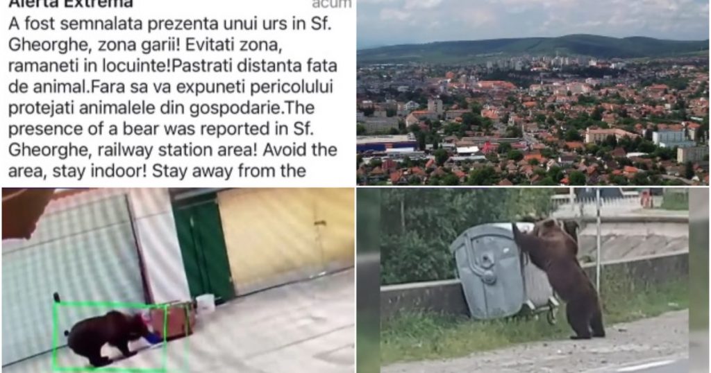 Ursii în Oraș: Teama și Provocările Generației Noastre față de Fauna Sălbatică