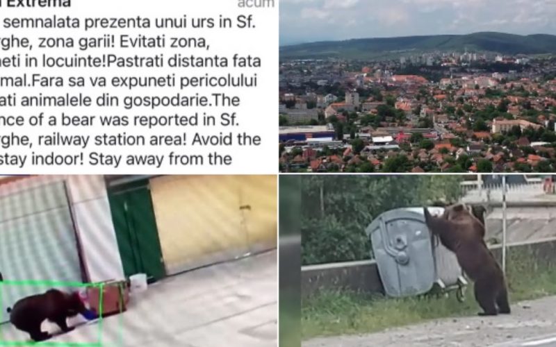Ursii în Oraș: Teama și Provocările Generației Noastre față de Fauna Sălbatică