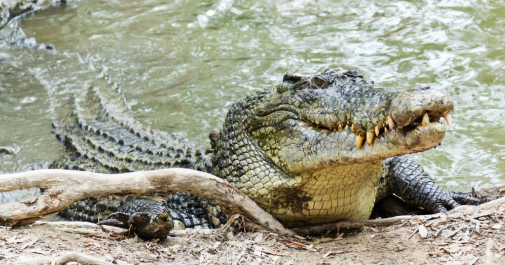 Descoperirea surprinzătoare din Hong Kong: Un crocodil și peste 100 de reptile pe balconul unei locuințe