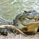 Descoperirea surprinzătoare din Hong Kong: Un crocodil și peste 100 de reptile pe balconul unei locuințe