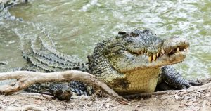 Descoperirea surprinzătoare din Hong Kong: Un crocodil și peste 100 de reptile pe balconul unei locuințe