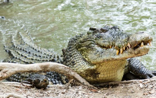 Descoperirea surprinzătoare din Hong Kong: Un crocodil și peste 100 de reptile pe balconul unei locuințe