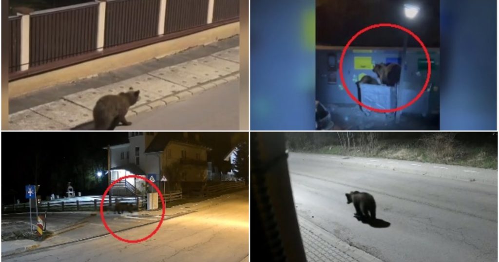 Impactul Legii asupra Vânătorii Urșilor: Perspectivele Românilor din Zonele Montane
