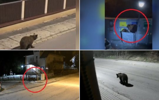 Impactul Legii asupra Vânătorii Urșilor: Perspectivele Românilor din Zonele Montane