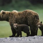 Întâlnirea neașteptată: Tată și fiică față în față cu o ursoaică pe traseele din Muntele Roșu