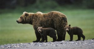 Întâlnirea neașteptată: Tată și fiică față în față cu o ursoaică pe traseele din Muntele Roșu