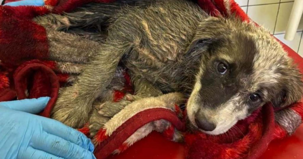 Câini abandonați pe străzi: O privire profundă asupra situației animalelor fără adăpost din București
