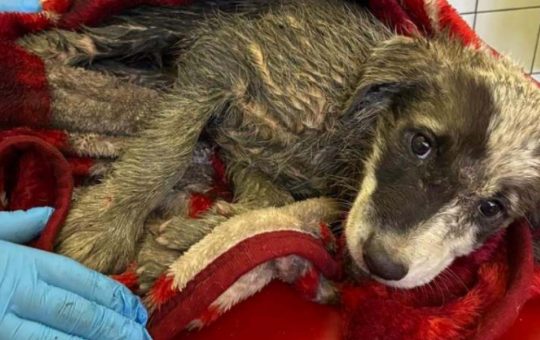 Câini abandonați pe străzi: O privire profundă asupra situației animalelor fără adăpost din București