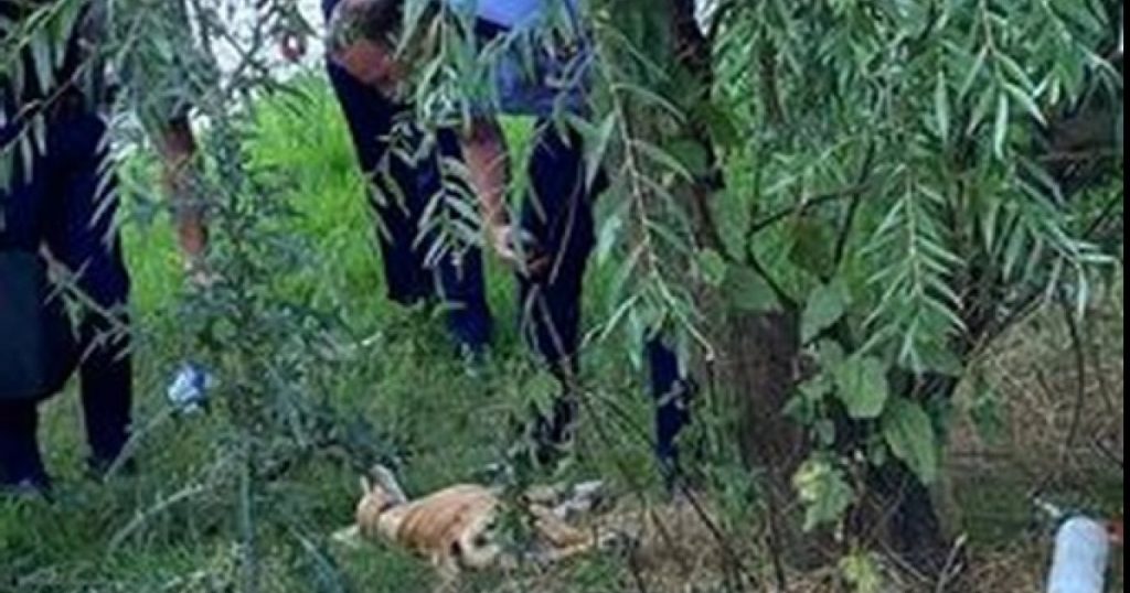 Cruzimea asupra animalelor: O analiză a cazului din Prahova și a impactului său asupra societății
