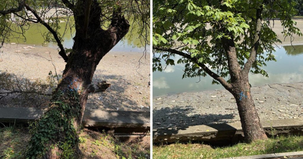 Defrișările din Parcul Herăstrău: O analiză a impactului asupra mediului și comunității