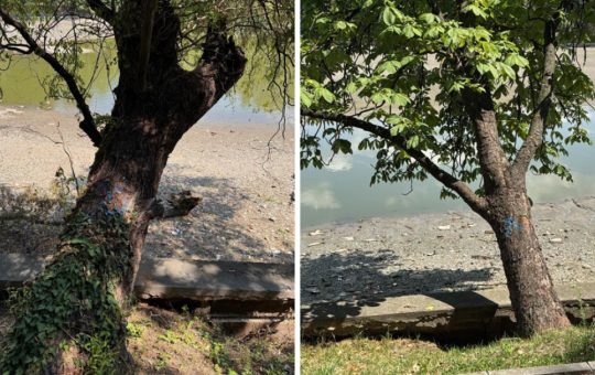 Defrișările din Parcul Herăstrău: O analiză a impactului asupra mediului și comunității