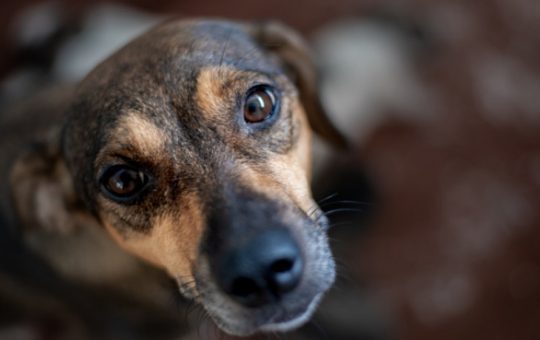 Crima împotriva unui animal: O tânără din Caraş-Severin reţinută pentru uciderea câinelui său