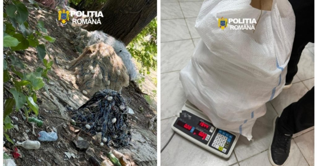 Braconajul științific: O analiză detaliată a ilegalităților legate de pescuitul sturionilor în Ialomița