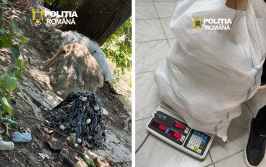 Braconajul științific: O analiză detaliată a ilegalităților legate de pescuitul sturionilor în Ialomița