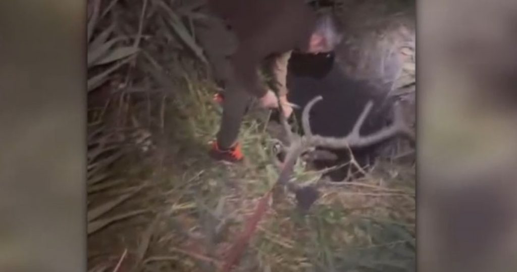 Dramatica salvare a unui cerb: Între instinctul de supraviețuire și responsabilitatea ecologică