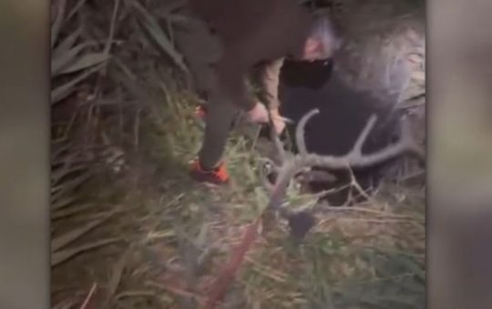 Dramatica salvare a unui cerb: Între instinctul de supraviețuire și responsabilitatea ecologică