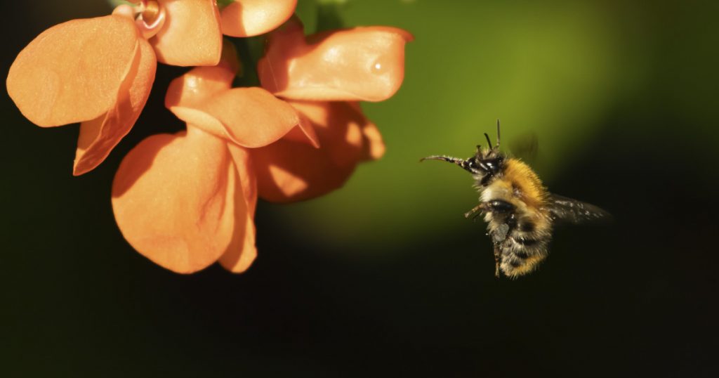 Revoluția Insectelor: O Nouă Estimare a Biodiversității Globale Aduce în Prim Plan Speciile Ascunse ale Pământului