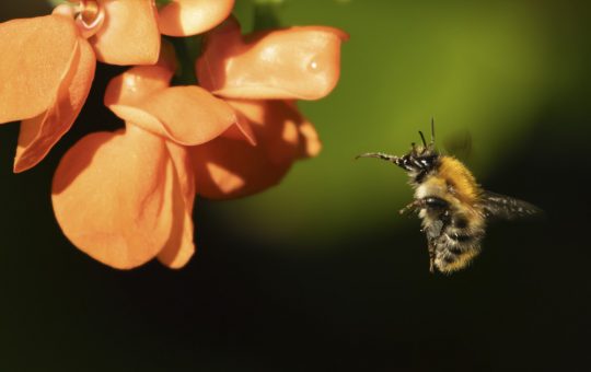 Revoluția Insectelor: O Nouă Estimare a Biodiversității Globale Aduce în Prim Plan Speciile Ascunse ale Pământului