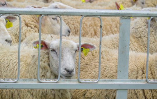 Frauda în Sistemul de Trasabilitate a Animalelor: O Investigație Majoră în Contextul Securității Alimentare