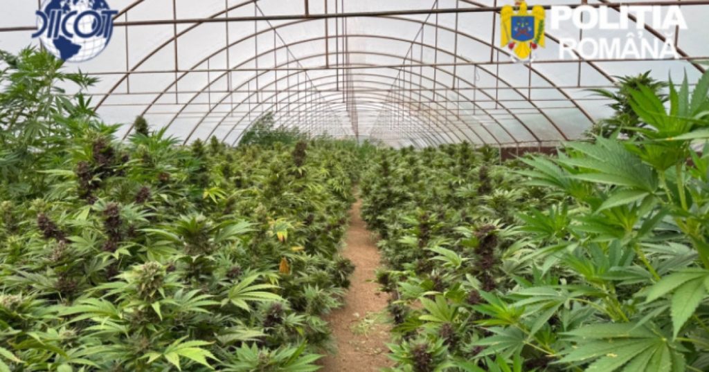 Captură record de canabis în Neamț: O analiză a unei rețele clandestine și implicațiile acesteia