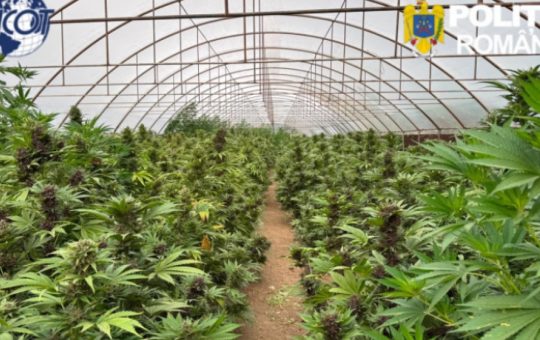 Captură record de canabis în Neamț: O analiză a unei rețele clandestine și implicațiile acesteia