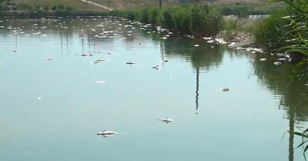 Dezastrul ecologic de la Lacul Corbu: Cauze, implicații și perspective asupra mediului înconjurător