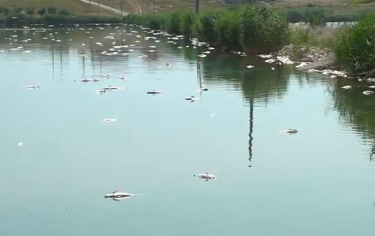 Dezastrul ecologic de la Lacul Corbu: Cauze, implicații și perspective asupra mediului înconjurător