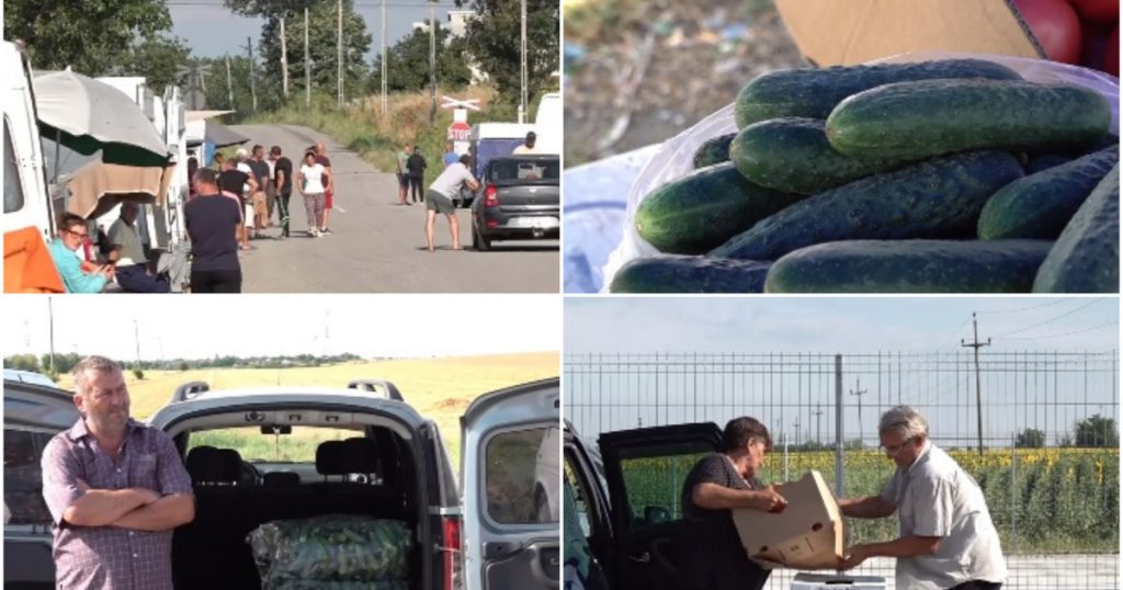 Supraproducția de castraveți din Olt: O criză agricolă și impactul ei asupra fermierilor români