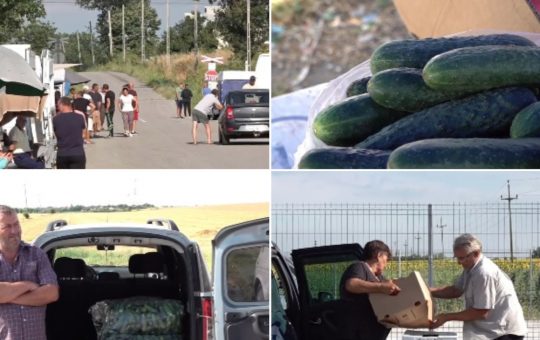 Supraproducția de castraveți din Olt: O criză agricolă și impactul ei asupra fermierilor români