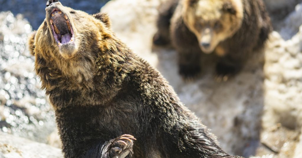 Japonia Întâmpină O Criză a Urșilor: Monitorizarea și Provocările Confruntării cu Fauna Sălbatică