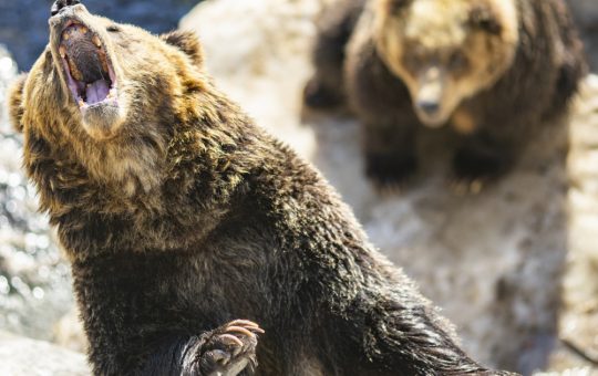 Japonia Întâmpină O Criză a Urșilor: Monitorizarea și Provocările Confruntării cu Fauna Sălbatică