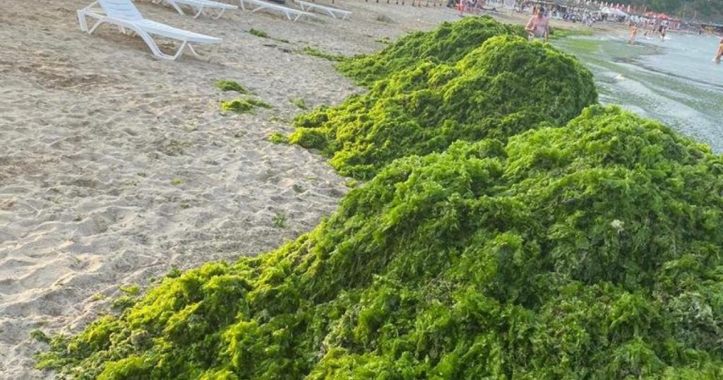 Invazia algelor în Mamaia: Cauze, efecte și reacții ale autorităților