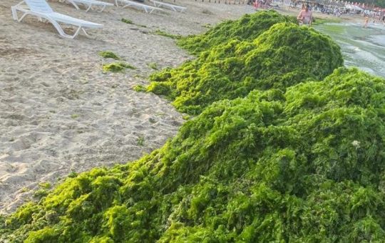 Invazia algelor în Mamaia: Cauze, efecte și reacții ale autorităților