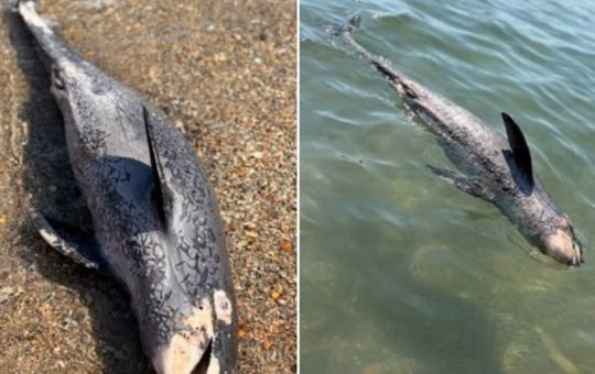 Cauzele Eșuării Delfinilor și Marsuinilor pe Litoralul Românesc: O Analiză Detaliată
