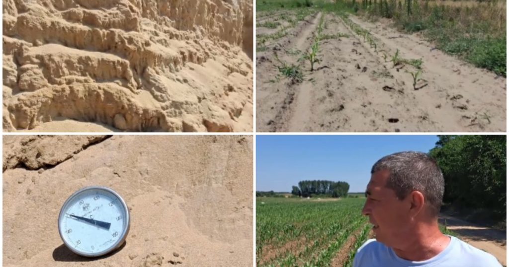 Canicula Extreme și Impactul Asupra Agriculturii din Sahara Olteniei: O Analiză Detaliată