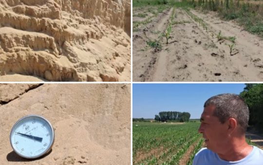 Canicula Extreme și Impactul Asupra Agriculturii din Sahara Olteniei: O Analiză Detaliată