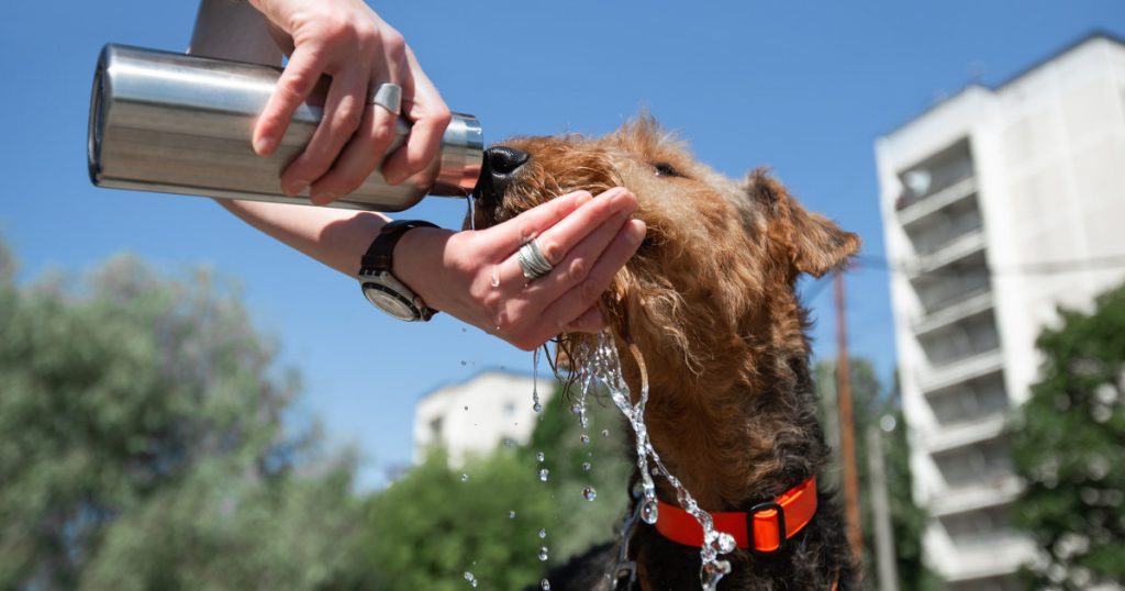 Pericolele caniculei pentru animale de companie: Cum să ne protejăm câinii în zilele toride
