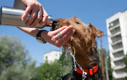 Pericolele caniculei pentru animale de companie: Cum să ne protejăm câinii în zilele toride