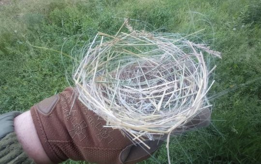 Impactul Războiului din Ucraina asupra Mediului Natural: O Privire Asupra Cuiburilor de Păsări din Cabluri de Fibră Optică
