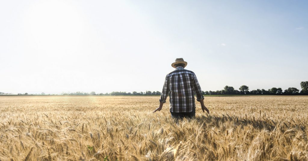 Provocările Agriculturii Românești: Cum Fermierii din Vest Fac Față Secetei și Schimbă Cultura pentru Supraviețuire