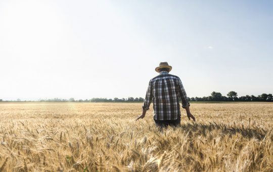 Provocările Agriculturii Românești: Cum Fermierii din Vest Fac Față Secetei și Schimbă Cultura pentru Supraviețuire