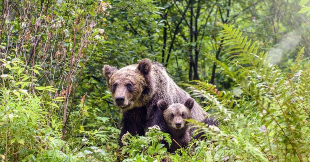 Atacul Ursului în Lerești: O Analiză a Incidentului și a Implicațiilor Ecologice și Sociale
