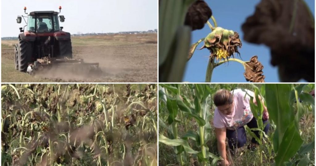 Seceta din Dolj: O Criză Agricolă în Curs de Dezvoltare