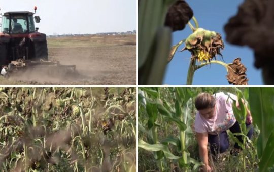 Seceta din Dolj: O Criză Agricolă în Curs de Dezvoltare